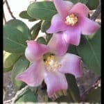 Lagunaria patersonii