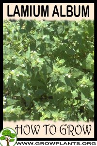 How to grow Lamium album