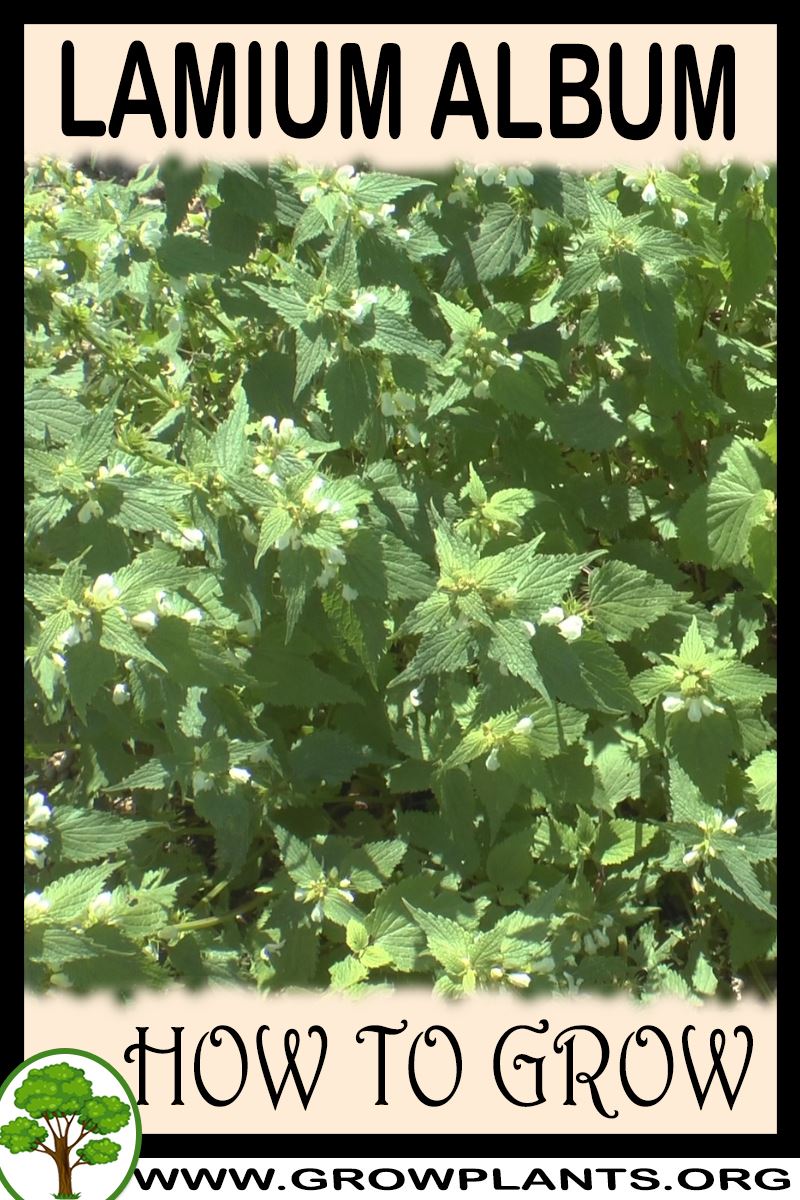 How to grow Lamium album