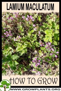 How to grow Lamium maculatum