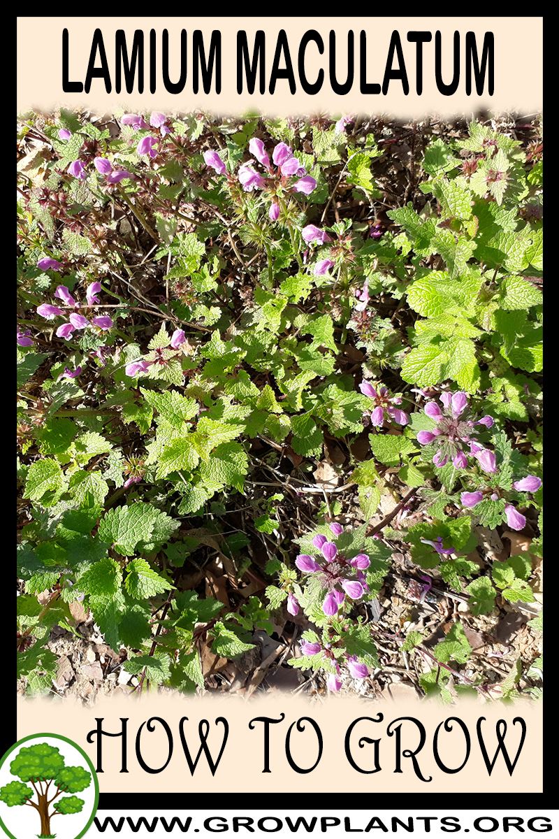 How to grow Lamium maculatum