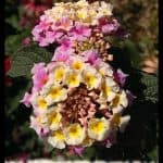 Lantana camara