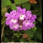 Lantana montevidensis