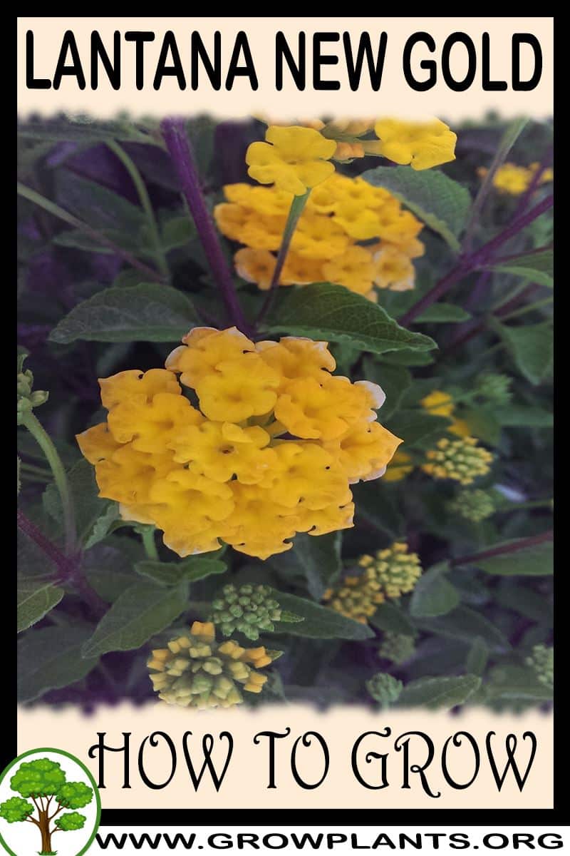 How to grow Lantana new gold