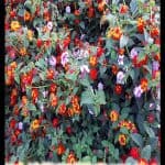 Lantana plant