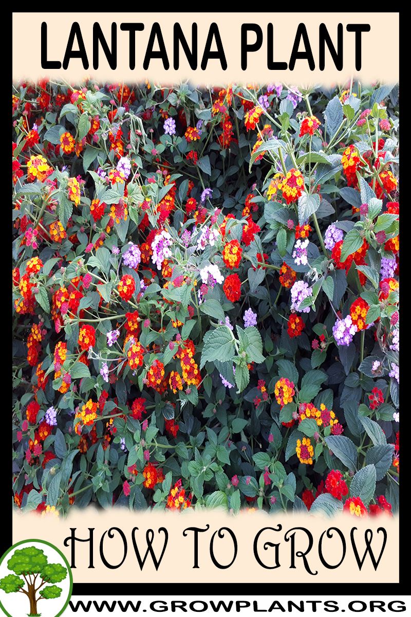 Lantana plant How to grow & care