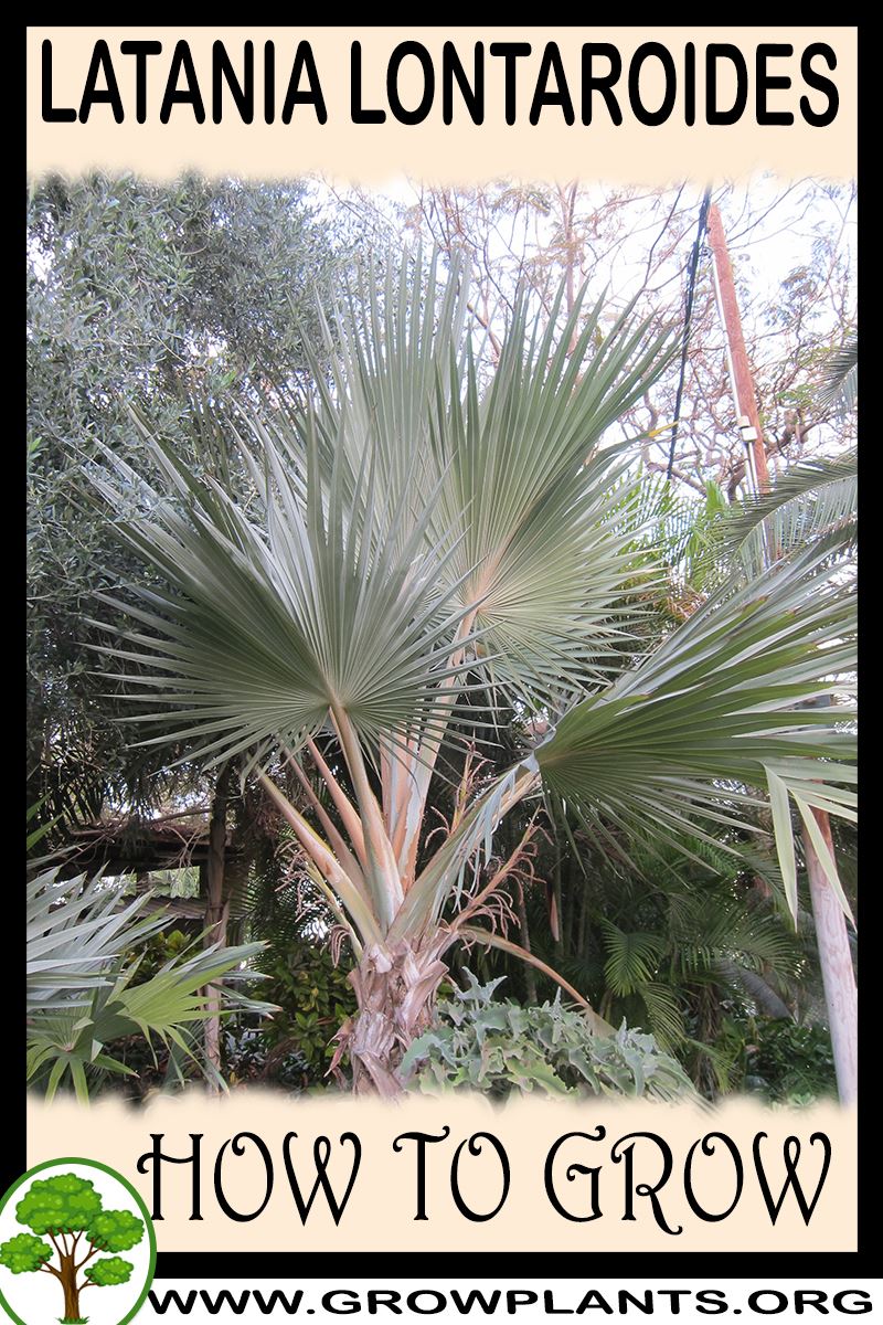 How to grow Latania lontaroides