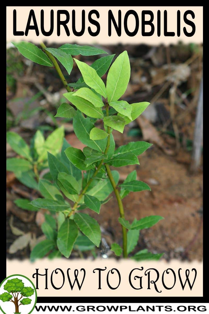 How to grow Laurus nobilis