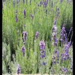 Lavandula angustifolia