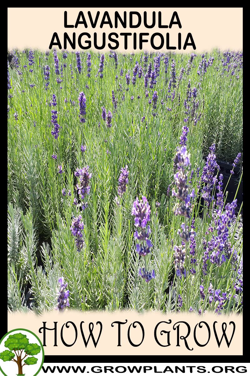 Lavandula angustifolia How to grow & care