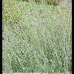 Lavandula latifolia