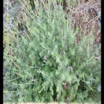 Lavandula pubescens