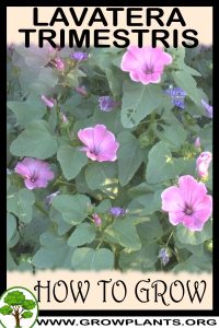 How to grow Lavatera trimestris