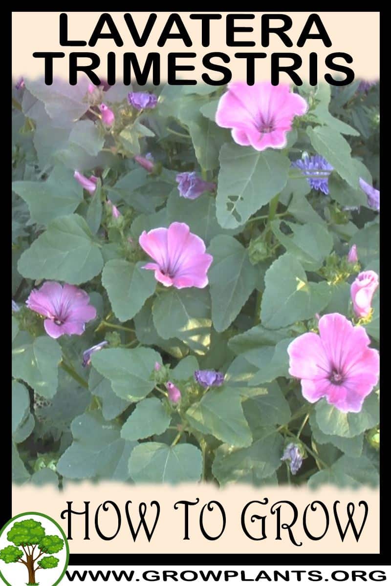How to grow Lavatera trimestris