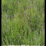 Lavender plant