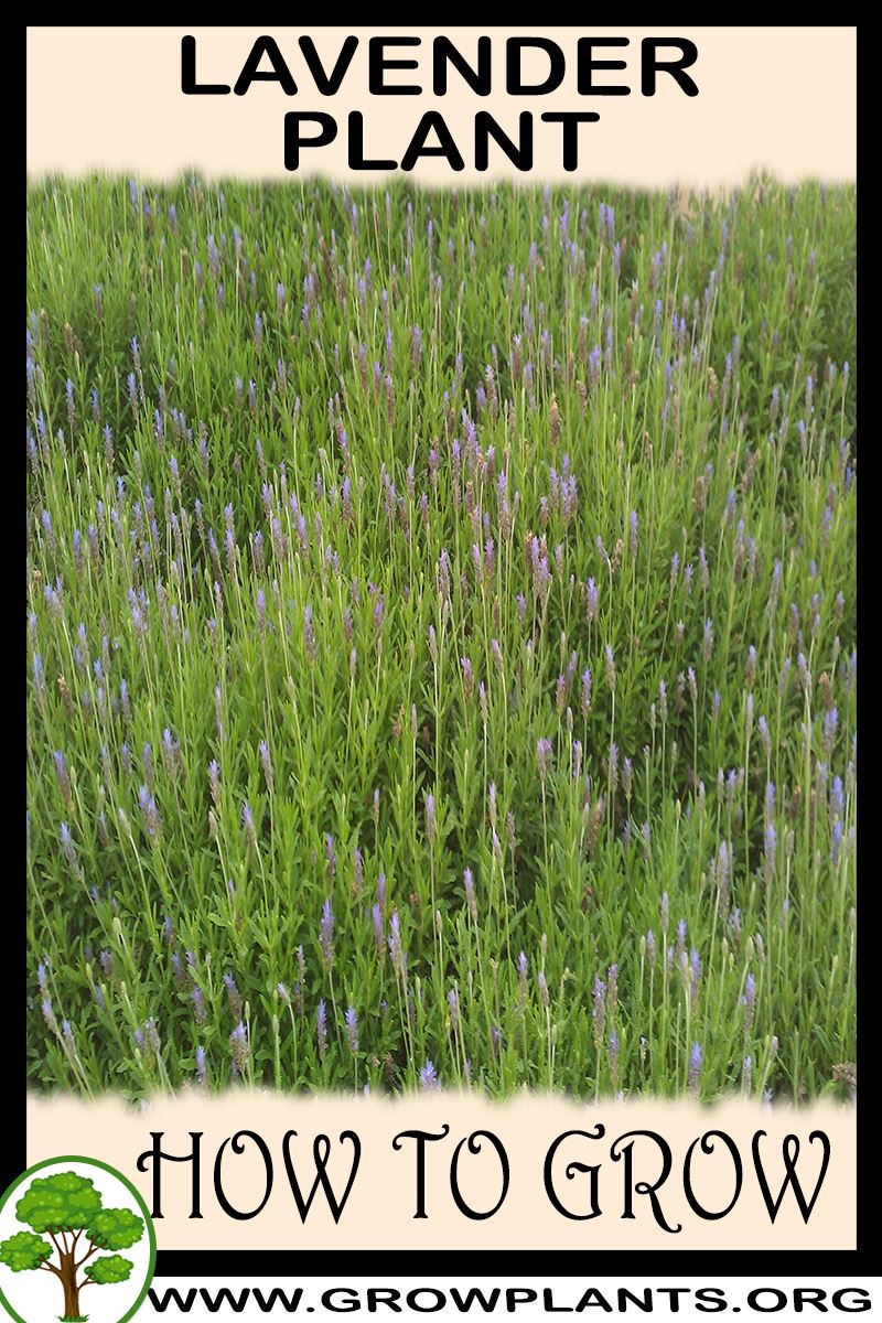 How to grow Lavender plant