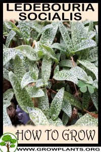 How to grow Ledebouria socialis