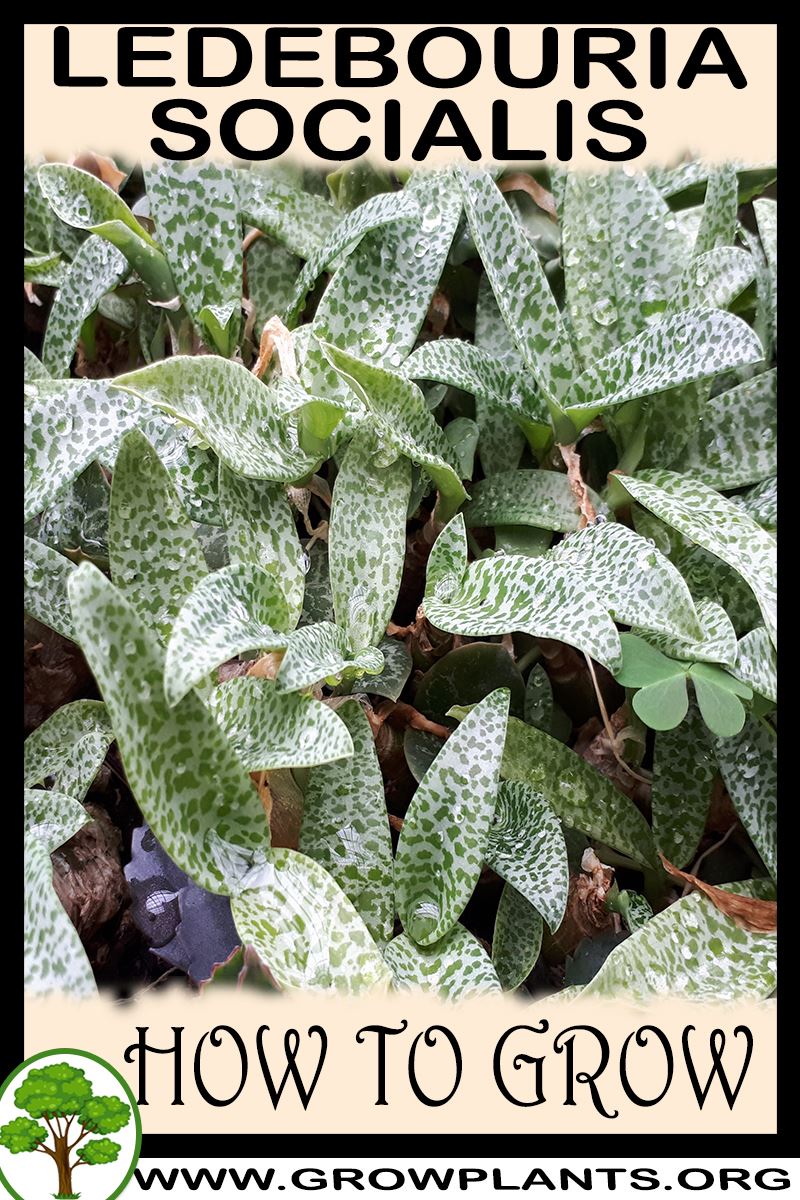 How to grow Ledebouria socialis