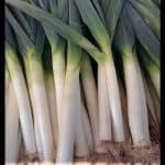 Leek plant