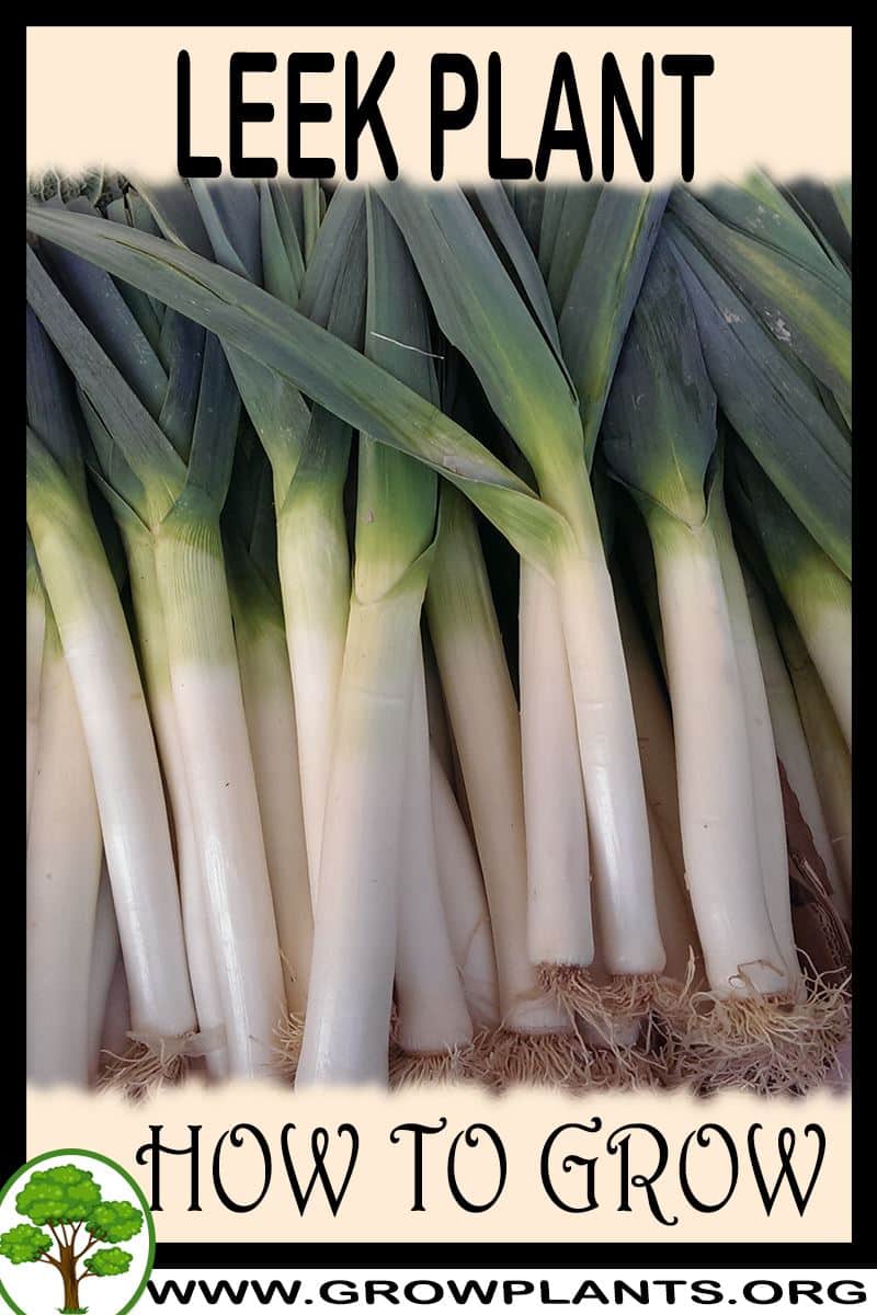 How to grow Leek plant
