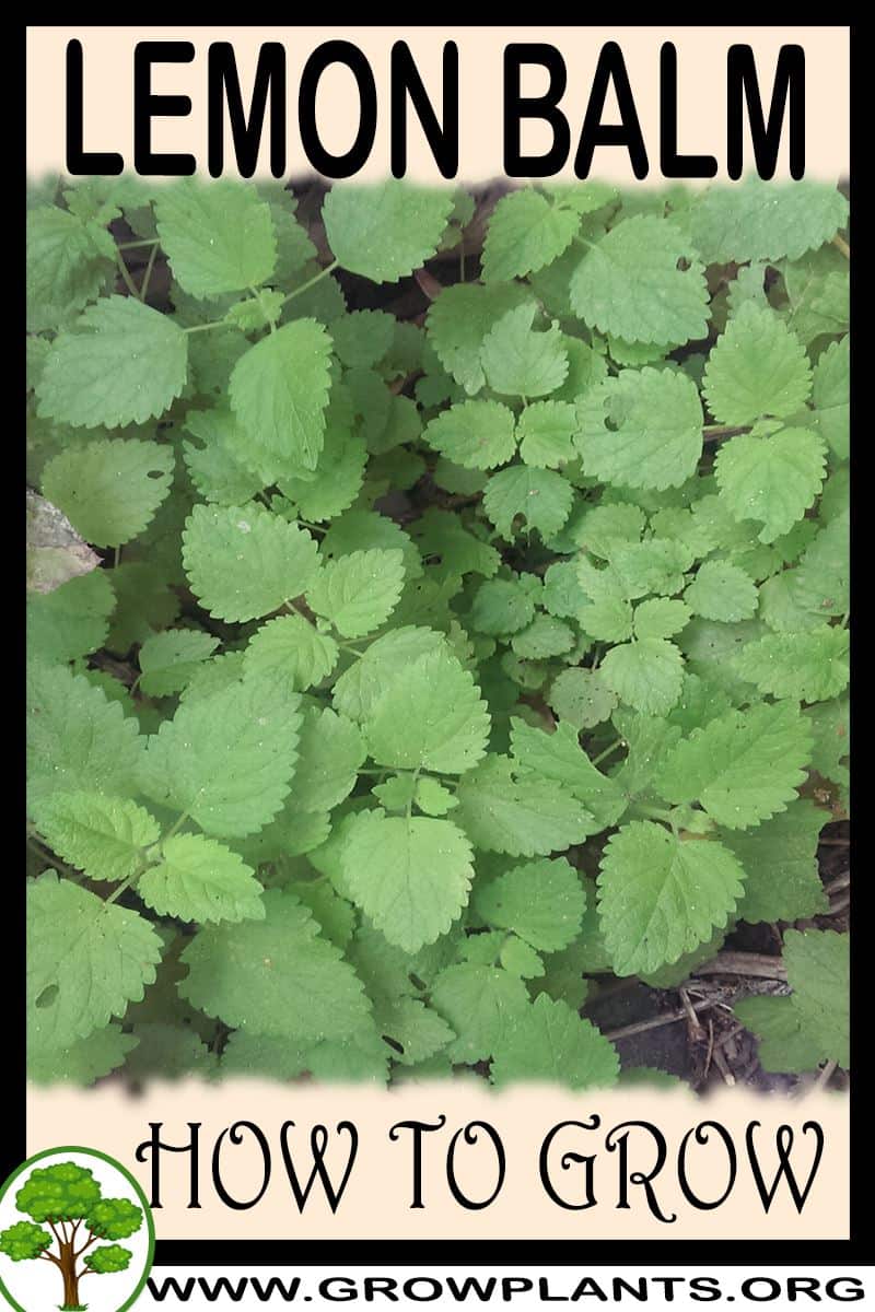 How to grow Lemon balm