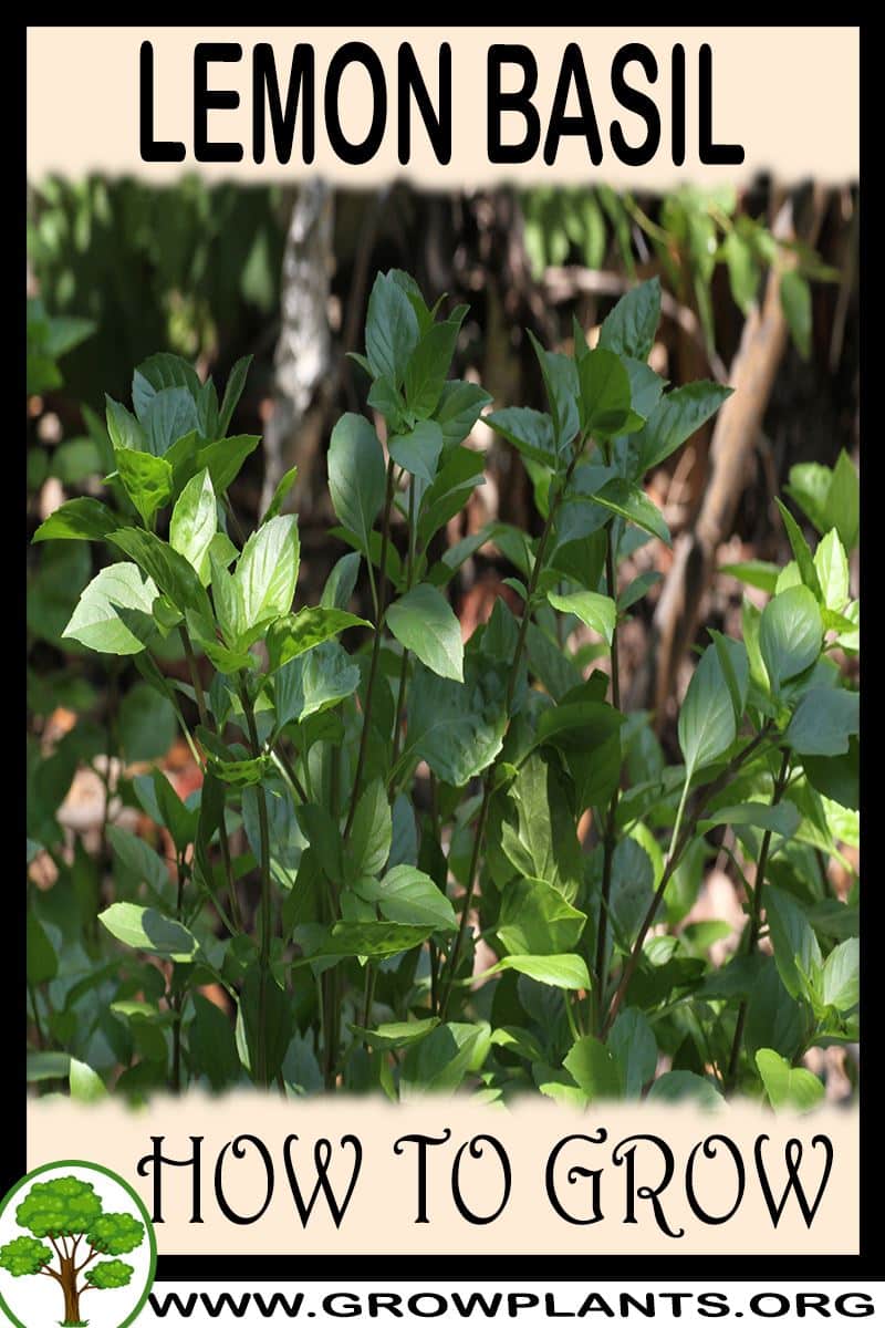 How to grow Lemon basil