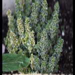 Lemon thyme