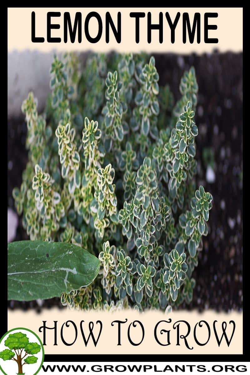 How to grow Lemon thyme
