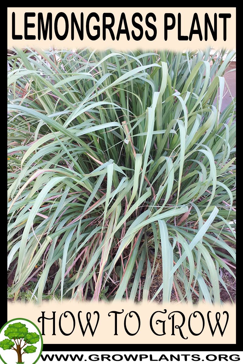 How to grow Lemongrass