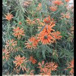Leonotis