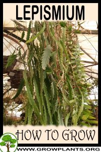 How to grow Lepismium