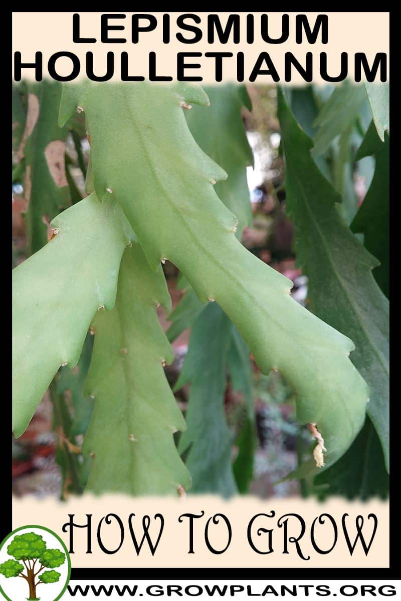How to grow Lepismium houlletianum