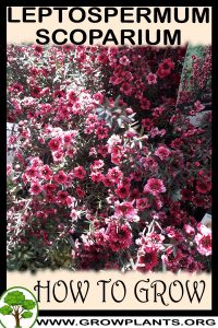 How to grow Leptospermum scoparium