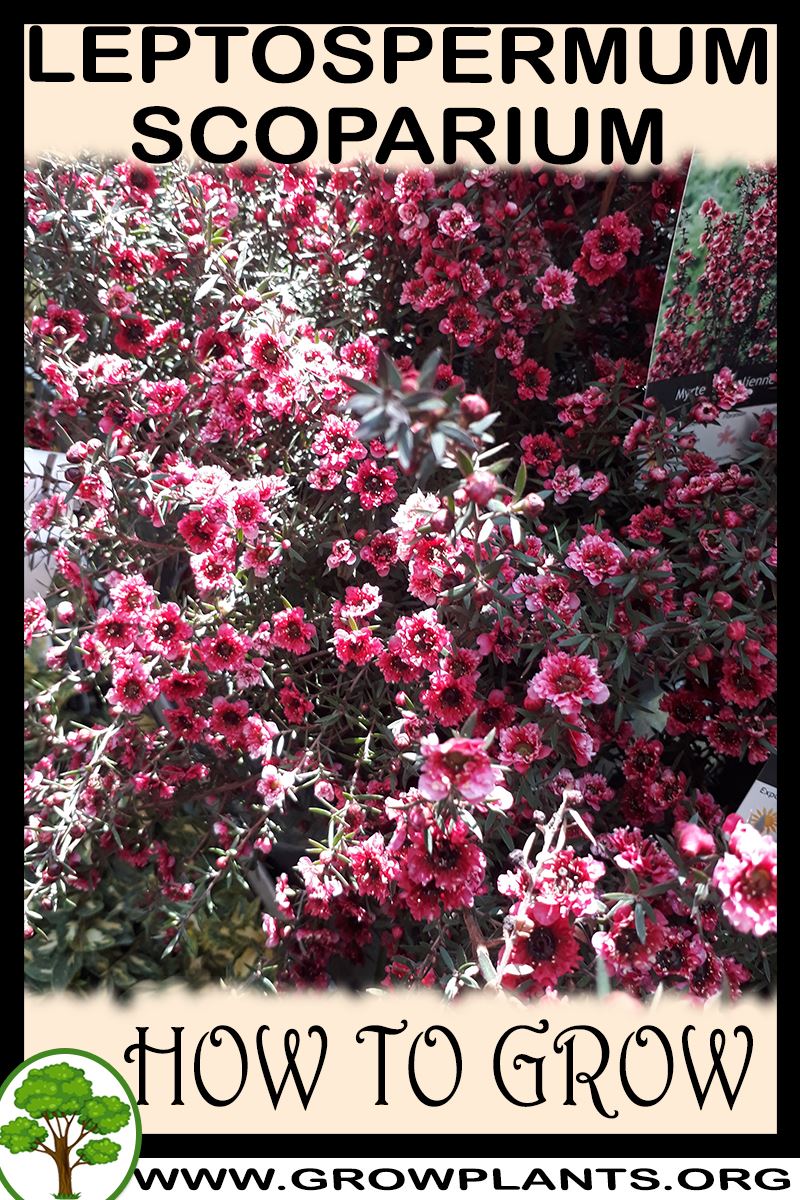 How to grow Leptospermum scoparium