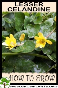 How to grow Lesser celandine