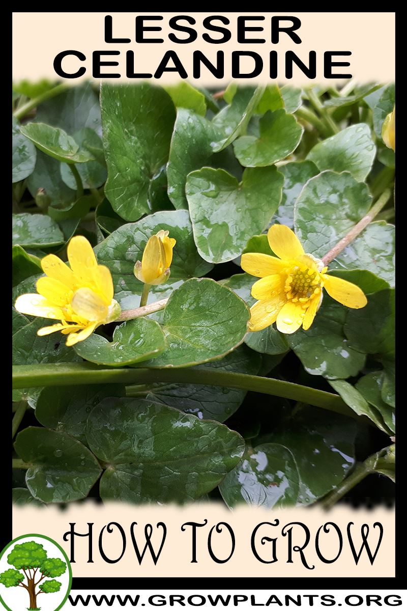 How to grow Lesser celandine