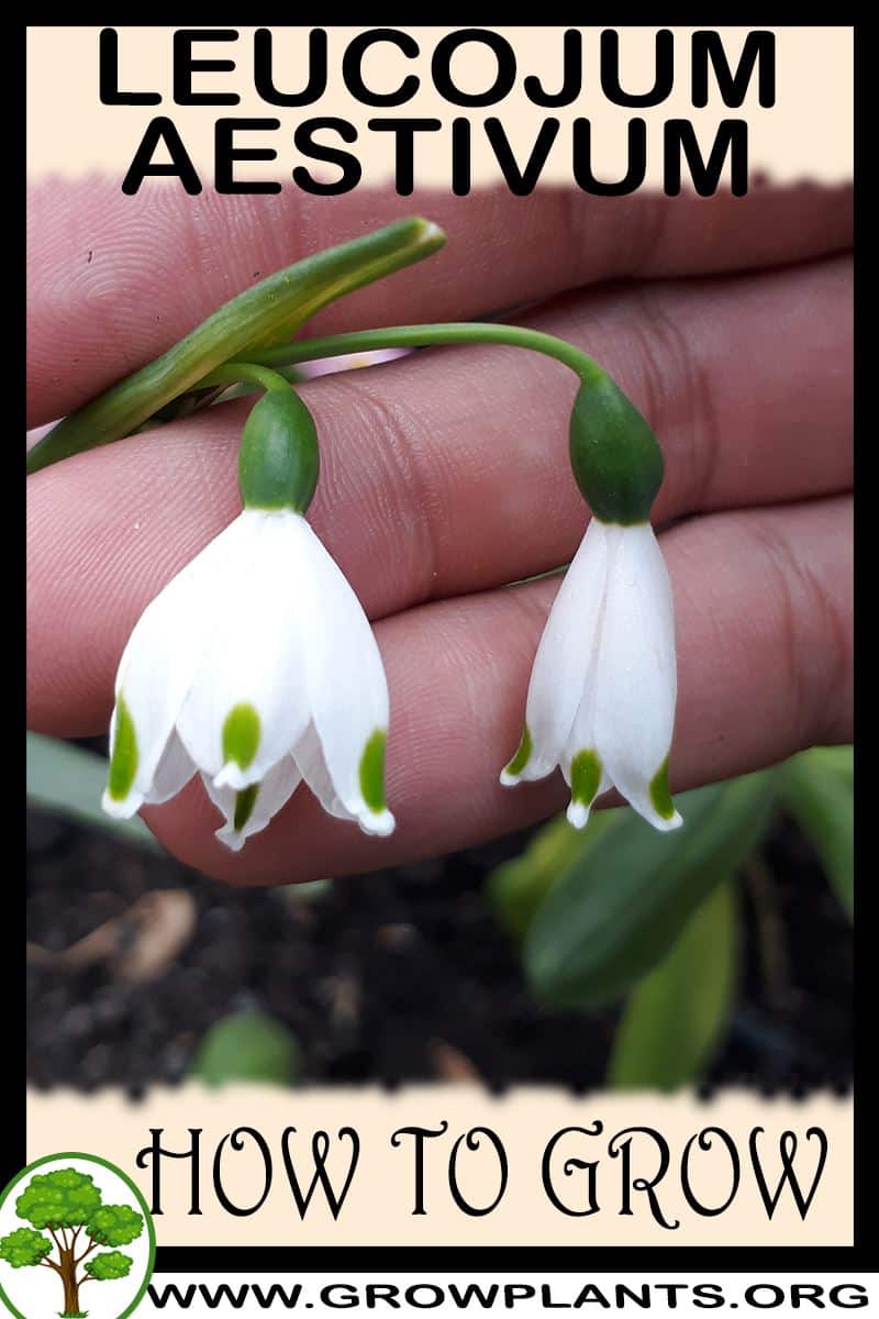 How to grow Leucojum aestivum