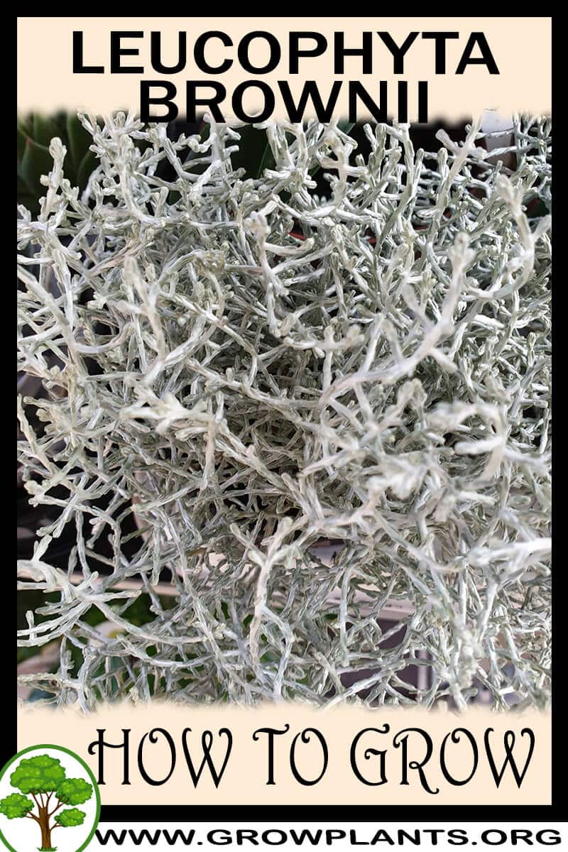 How to grow Leucophyta brownii