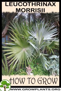 How to grow Leucothrinax morrisii