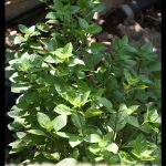 Licorice basil