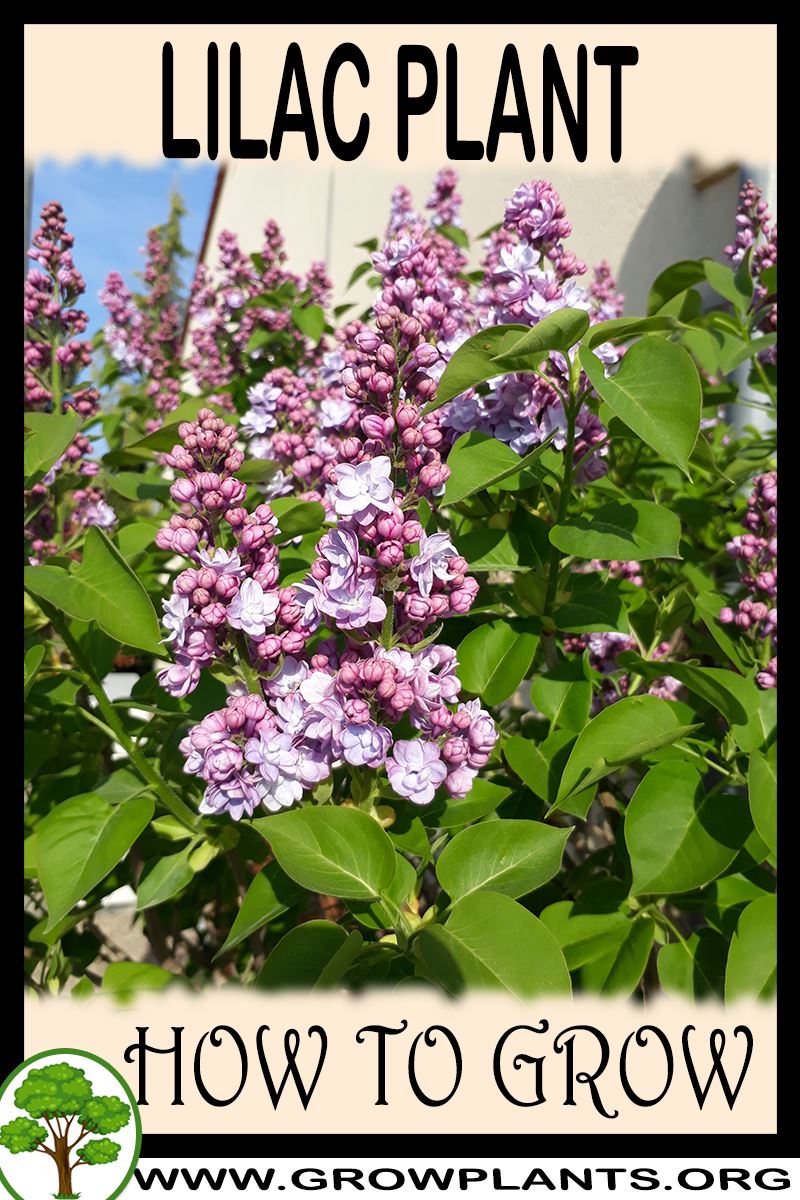 Lilac plant How to grow & care