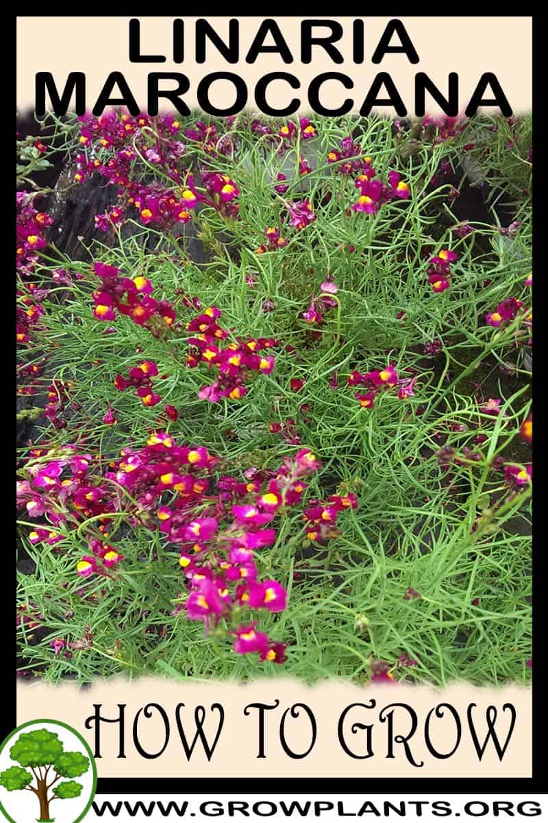 How to grow Linaria maroccana