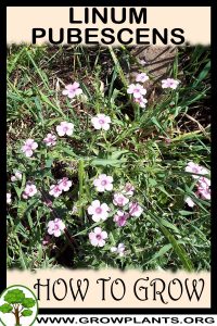 How to grow Linum pubescens