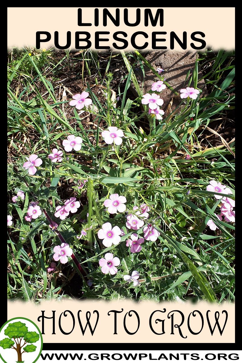 How to grow Linum pubescens