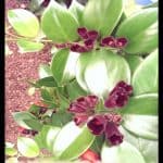 Lipstick plant