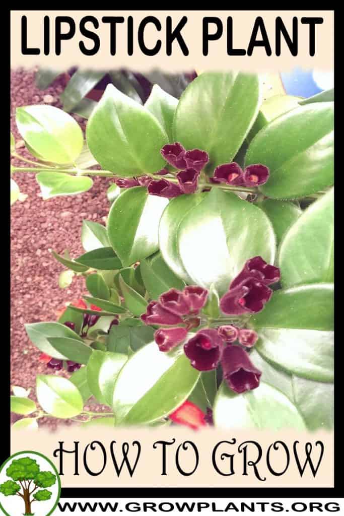 Lipstick plant