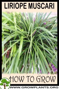 How to grow Liriope muscari