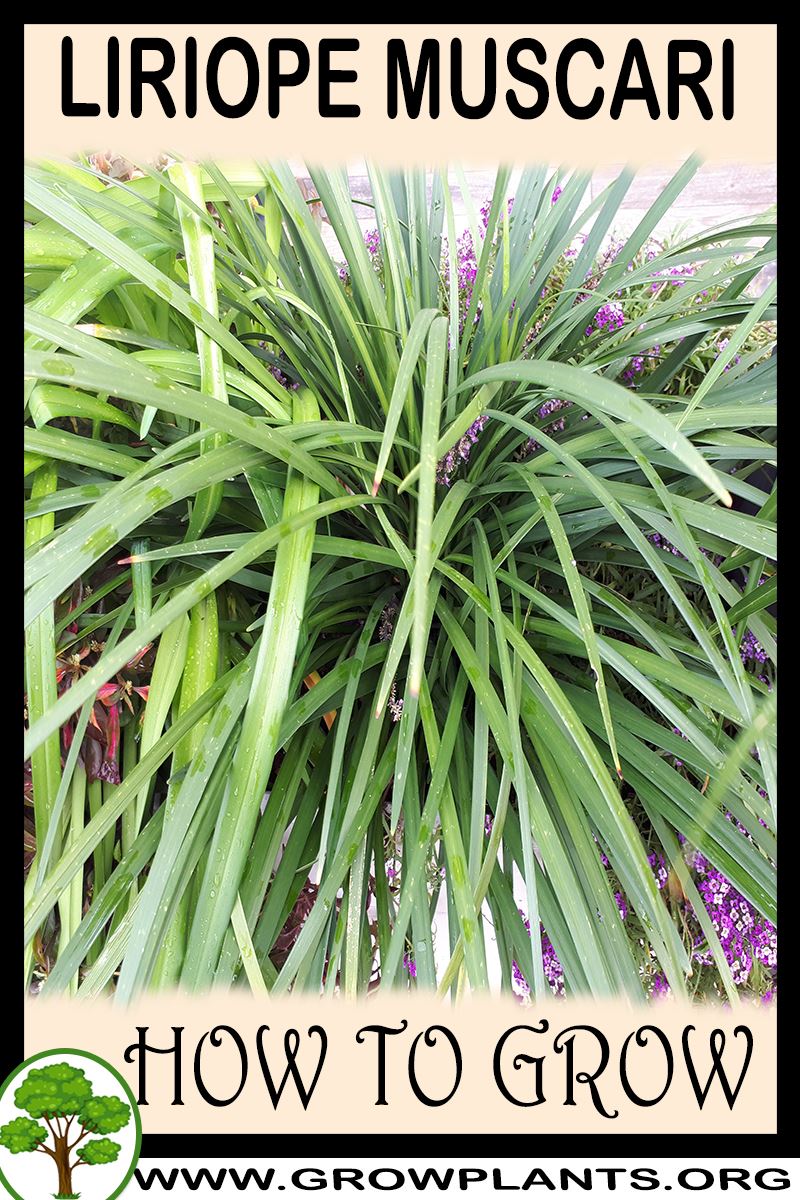 How to grow Liriope muscari