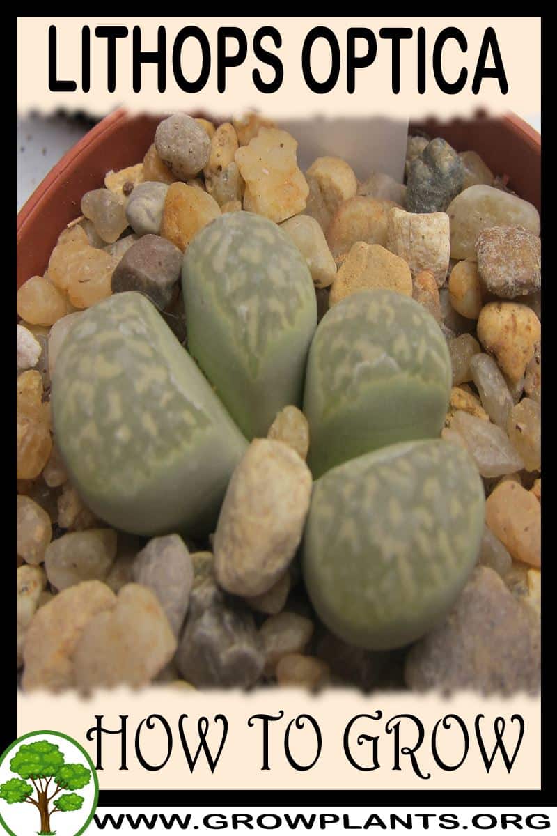 How to grow Lithops optica