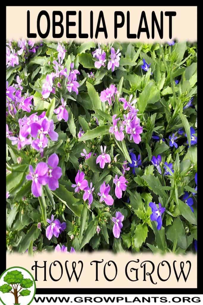 Lobelia